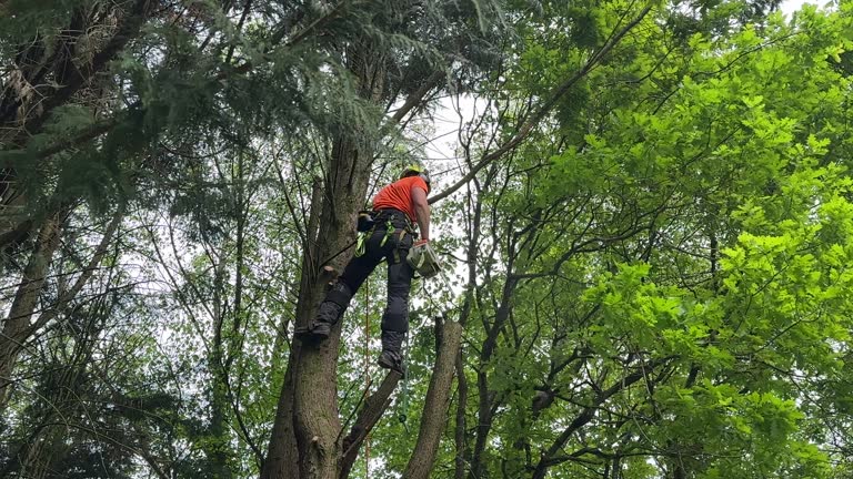 Best Tree Health Inspection  in Cranston, RI